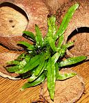 Microsorum pteropus ''Narrow''