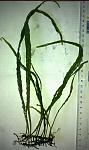 Microsorum pteropus "Philippine"