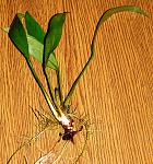 nubias hastifolia