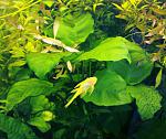 Anubias barteri  2
