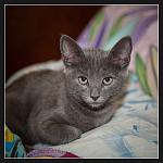 Nikon D700 + Micro-Nikkor 105 f2,8G VR 
SB-700 
iso400, 1\1000, f3