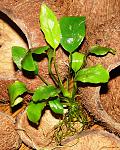nubias "undulatus var. 
