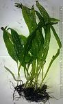 Microsorum pteropus