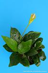  ANUBIAS NANA