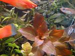  / Ludwigia "diamond"