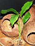 nubias "undulatus var. latifolia"
