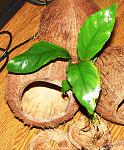 nubias "undulatus var. latifolia"