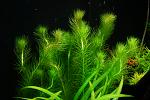 Rotala sp Vietnam.    .