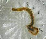   . 
(Eunice viridis)       . 
  ,     ....