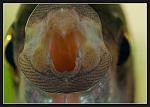 Nikon D700 + Micro-Nikkor 105 f2.8G IF-ED AF-S VR  
Metz Mecablitz 15 MS-1 
SB-700 
iso400, 1/250, f22