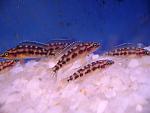 Neolamprologus buescheri "Kamakonde" .
