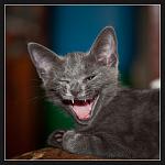 Nikon D700 + Micro-Nikkor 105 f2,8G VR 
SB-700 
iso400, 1\1500, f3