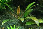 28\06\2011- Criptocoryna wendtii "Tropica" 2