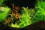  - Rotala macrandra red "Narrow Leaf" & Didiplis Diandra