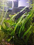   /Microsorum pteropus