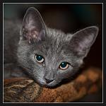 Nikon D700 + Micro-Nikkor 105 f2,8G VR 
SB-700 
iso400, 1\1500, f3