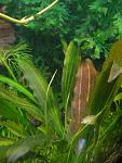 Echinodorus Red Special