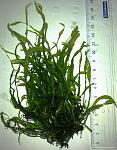 Microsorum sp. "Taiwan"