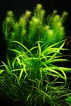 28\06\2011- Rotala Vietnam, Ech. quadricostatus, Ech. tenellus red