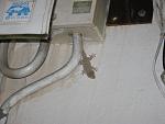 IMG 1199