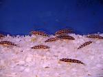 Neolamprologus buescheri "Kamakonde" .