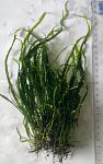 Microsorum sp. "Narrow Wave Leaf"