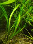 Microsorum sp. "Narrow"