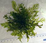 Bolbitis heudelotii compact