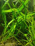 Microsorum sp. "Taiwan"