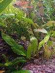 Microsorum sp. "Wave Leaf"