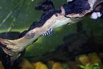 Flash Pleco (L204) - Panaque sp.