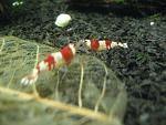 IMG 5427