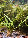 Microsorum sp. "Trident"