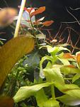 limnophyla sp. "wavy"