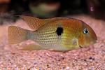 Guianacara Owroewefi 'Grand Laussat'  
