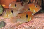Guianacara Owroewefi 'Grand Laussat'  
,     