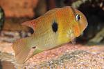  Guianacara Owroewefi 'Grand Laussat'