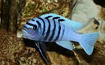 Cynotilapia sp. hara Gallireya Reef