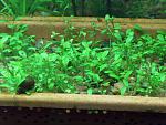 aquascaping 7
