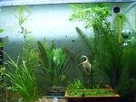 aquascaping 4