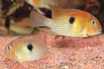 Guianacara Owroewefi 'Grand Laussat'  
  