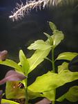   - Gymnocoronis spilanthoides