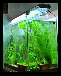 aquascaping 11