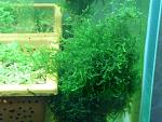 aquascaping 8
