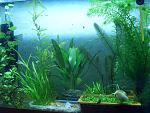 aquascaping 2
