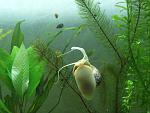 aquascaping 3