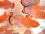   
Nothobranchius rachovii 
   -    
 - 6-8 