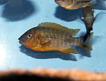 Petrochromis Sibwesa Red