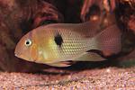 Guianacara Owroewefi 'Grand Laussat'  
