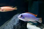 labeotropheus